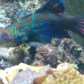 Mandarin_JPG_600_x_450_