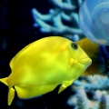 Orange shoulder Tang (Juv)