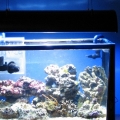 20GAL Reef