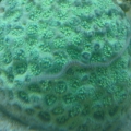 goniopora