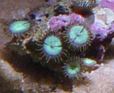 Green Zoa's