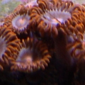 Orange Zoa's