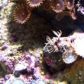 Some Zoa's and Paly's