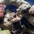 29 gallon Middle tank shot