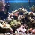 29 gallon full tank shot