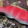 Yellow Fin Fairy wrasse