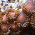 Firecracker Zoanthids