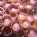Red Zoanthids