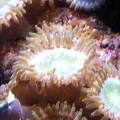 Green speckeled Paly's