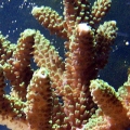Nice green SPS