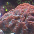 Lord acans
