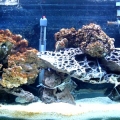 myAquarium3