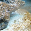 sand