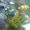 HomeReef2