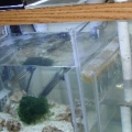 30L DIY sump/ refugium