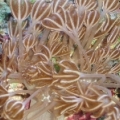 Xenia, 1st coral of the tank
