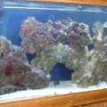 Moved LR after filter and heaters taken out- coral ready