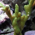 digitata-green_monti_jpg