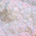 Coral_2