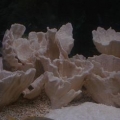 57