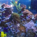My 46 Gal