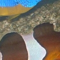 My cool color ocellaris clown