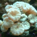 New Green Candy Coral