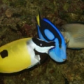 office-fish
