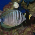 Sailfin-90