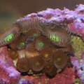 large-zoa-300