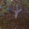mixed-zoa-3001