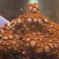 Orange-zoa-300