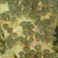 DSC00906
