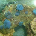 DSC00907