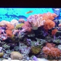 90 Gallon Reef