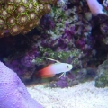 Fire Fish