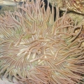 New 1st Anemone
