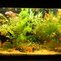 S. American tetra tank
