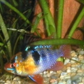 S. American tetra tank