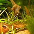 S. American tetra tank