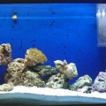 1st Reef Setup