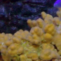 gulf reef from dark126