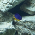 Azure Damselfish