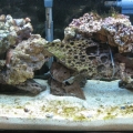 aquarium1