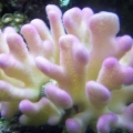 Coral_1
