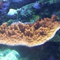 Red cap