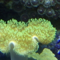 Green tip toad