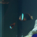 Tomato clown pair