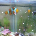 Purc and ocellaris clown pairing in progress....