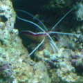 cleaner shrimp